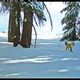 Illustration for article titled Rare Fox Spotted In Yosemite For The First Time In Nearly 100 Years